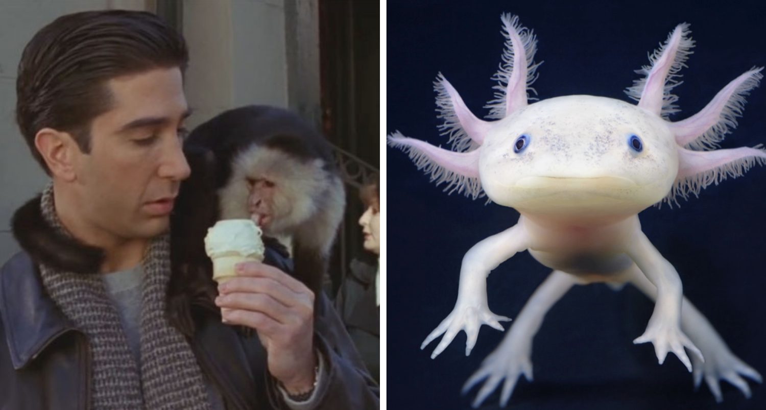 5 cele mai nebune animale de companie pe care le poti detine in intreaga lume