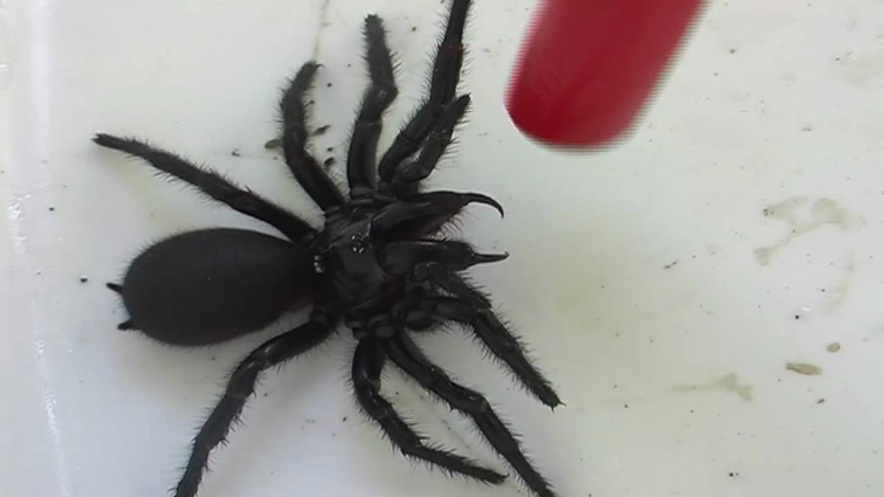 Ce inseamna sa visezi paianjeni negri