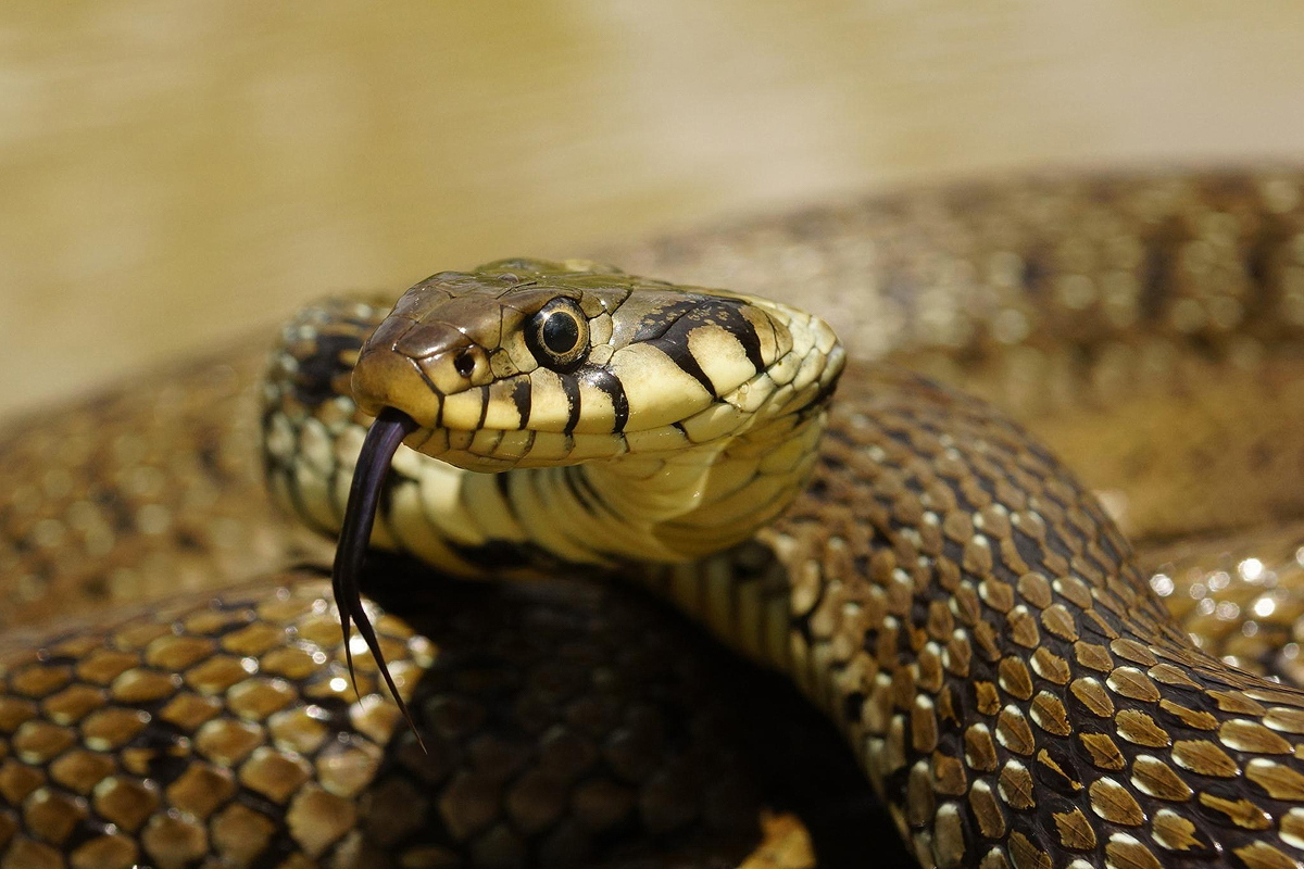 Ce inseamna sa visezi un sarpe