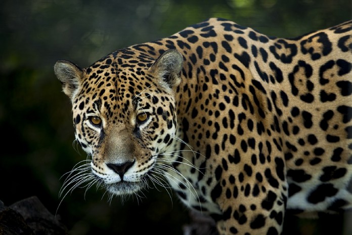 Specie-Migrator-Jaguar