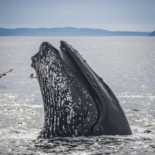 Balena-cenusie-Specie-Migratoare