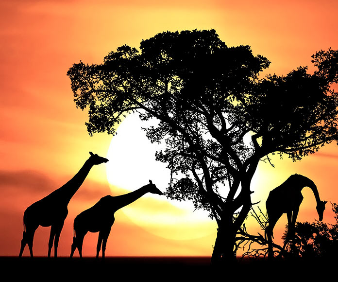 Specii migratoare: 15 animale migratoare si motivele migratiei lor