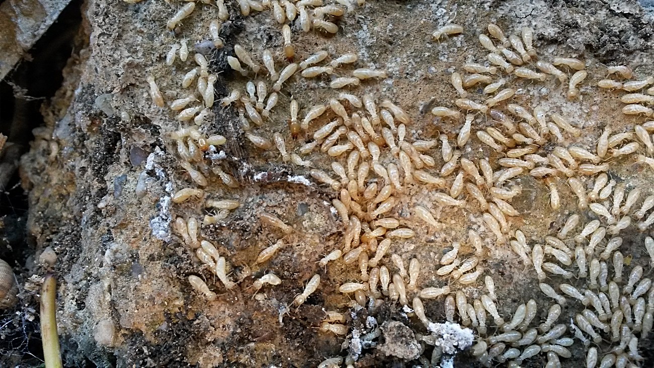 termita subterana