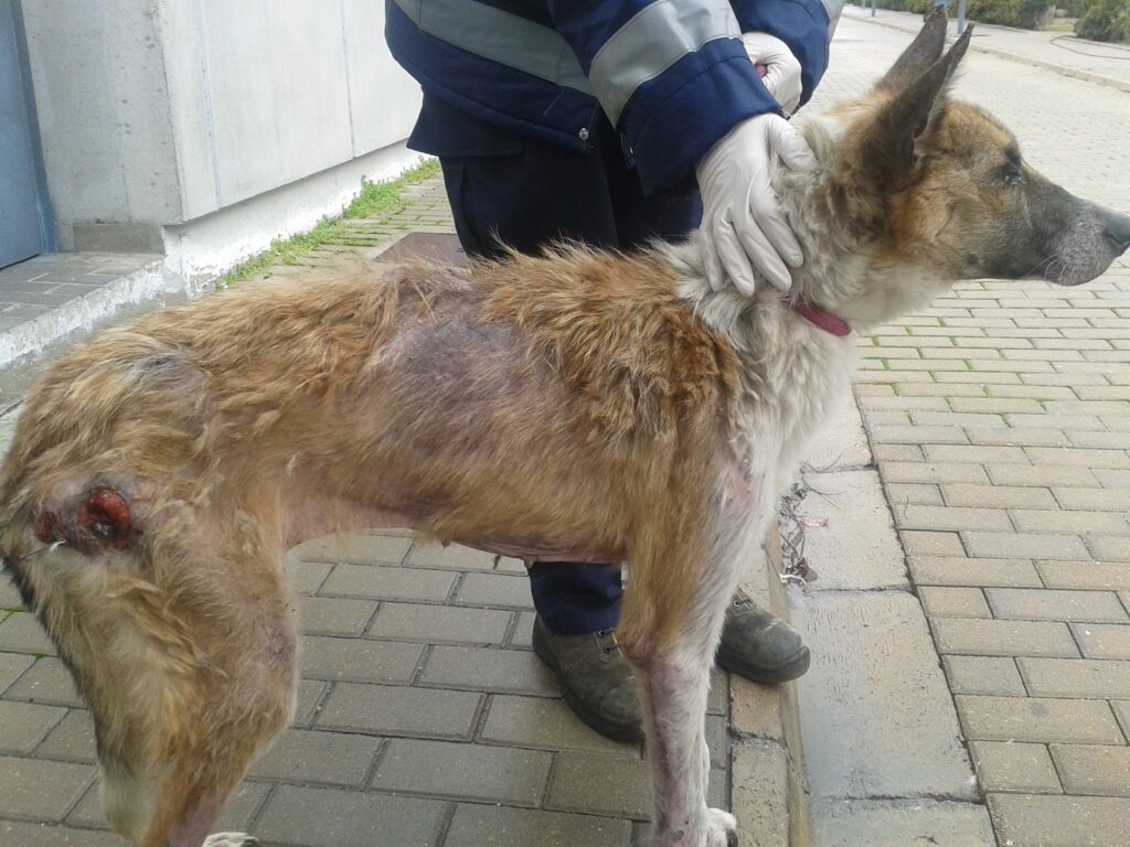 vaccin impotriva leishmaniozei