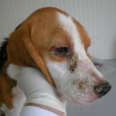 Vaccinul Leishmania pentru caini si eficacitatea acestuia