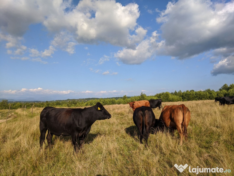 Ce inseamna sa visezi vaci si tauri care te urmaresc?